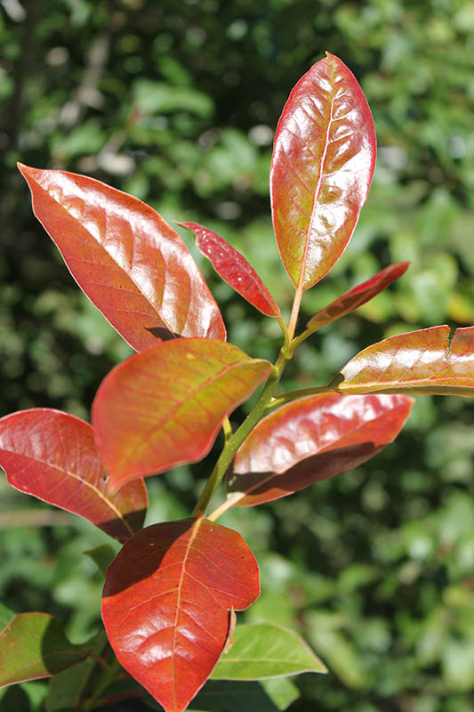 A green tree limb with red and green glossy leaves. A green tree limb with red and green glossy leaves.