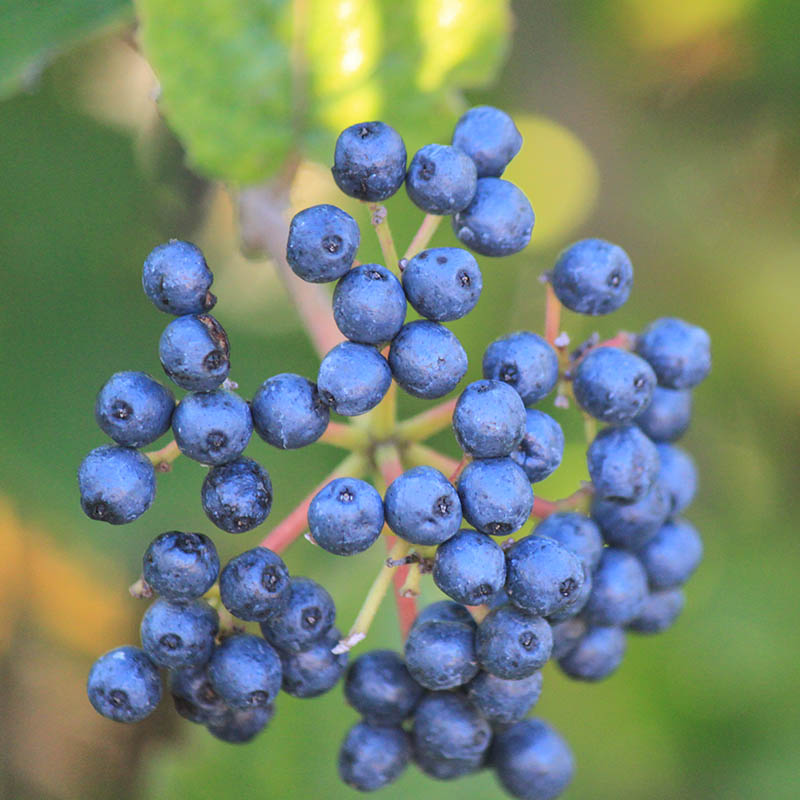 A bundle of round, blue berries. A bundle of round, blue berries.