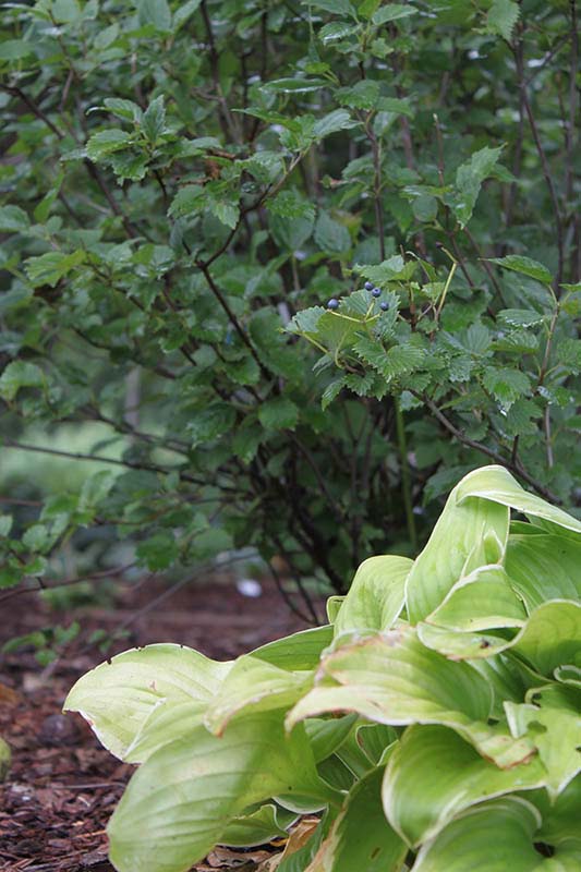 A green shrub plant with blue berries growing next to a light green plant. A green shrub plant with blue berries growing next to a light green plant.