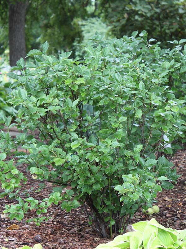 A small shrub plant with green leaves in a flower bed. A small shrub plant with green leaves in a flower bed.
