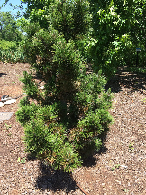 A Bosnian Pine tree in a flowerbed.