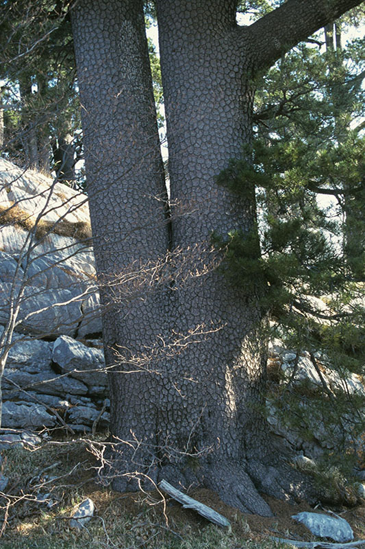 The trunk of a Bosnian Pine tree.
