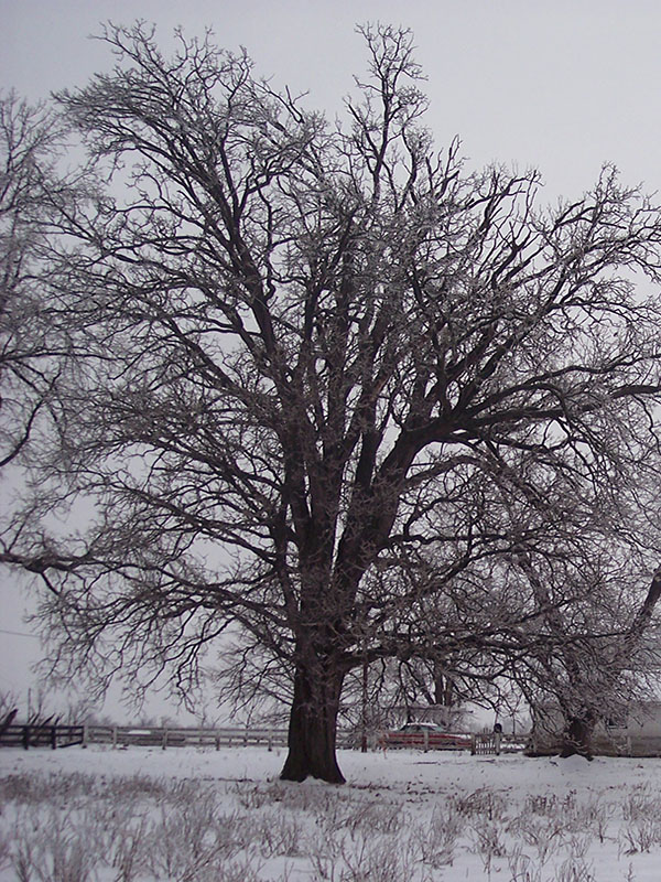 A Bur Oak tree in winter.