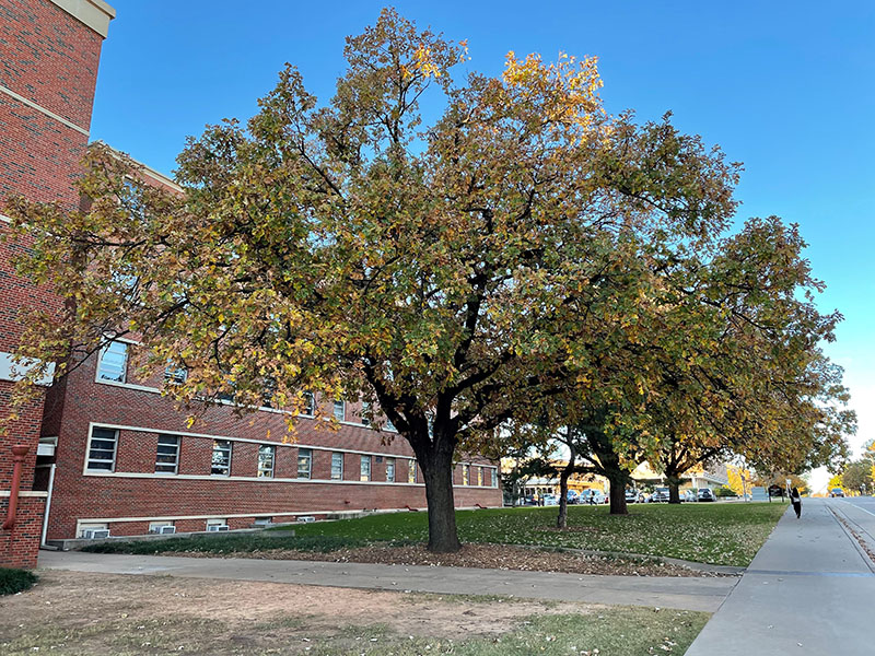 A large Bur Oak tree.