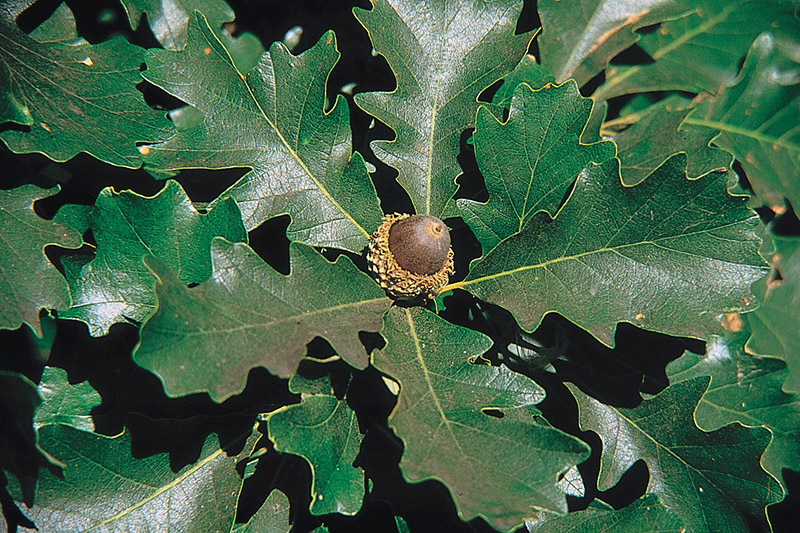 The leaf of a Bur Oak tree.