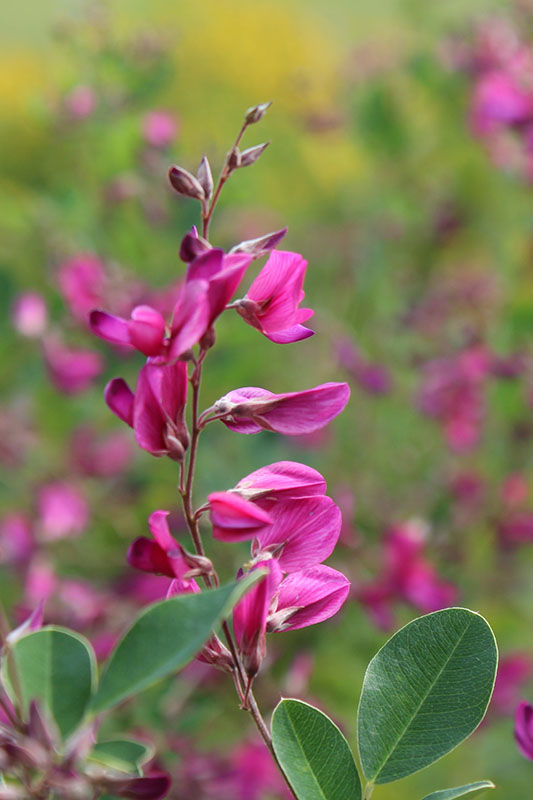 A close up of the Gibraltar Bush Clover flower. A close up of the Gibraltar Bush Clover flower.