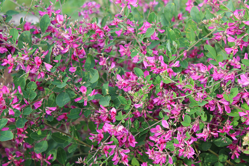 Several Gibraltar Bush Clover flowers in bloom. Several Gibraltar Bush Clover flowers in bloom.
