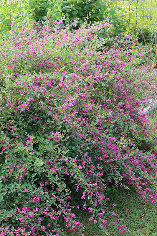 A blooming Gibraltar Bush Clover. A blooming Gibraltar Bush Clover.