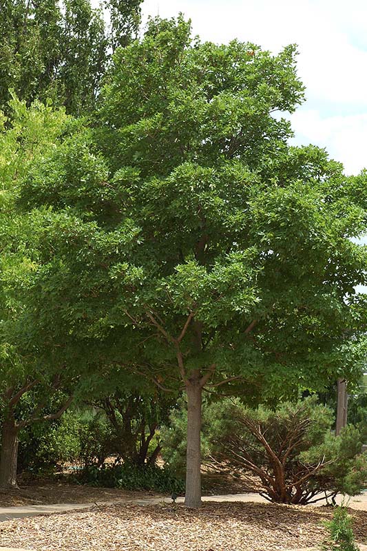 A large tree with green leaves. A large tree with green leaves.
