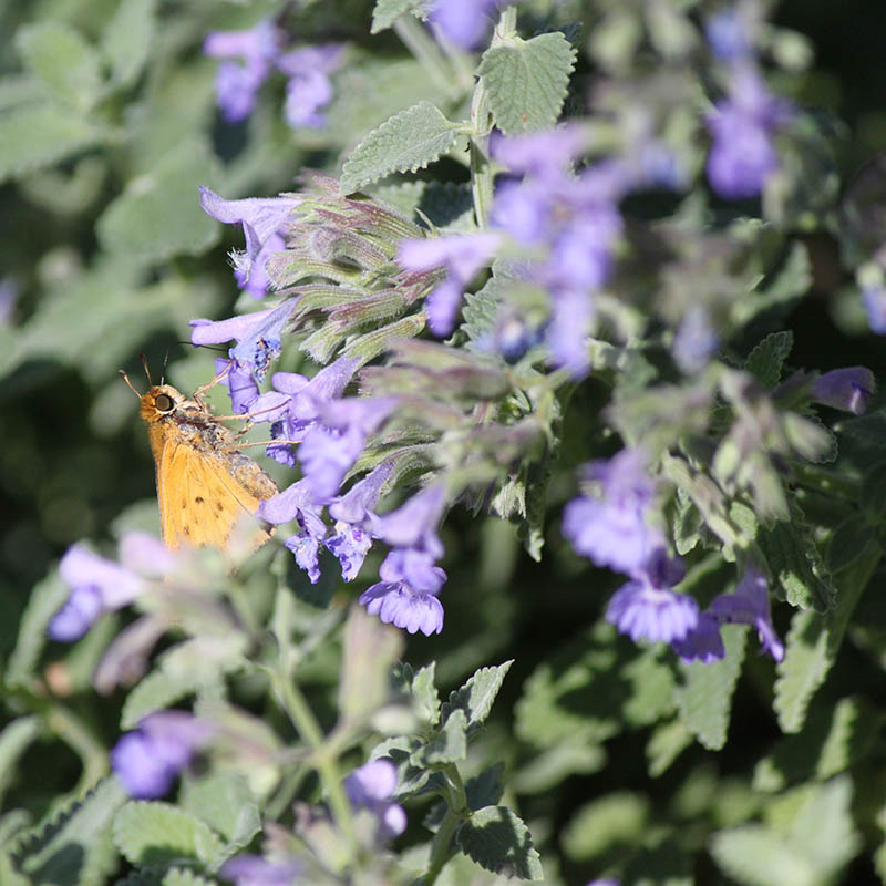 A brown moth on blue flowers. A brown moth on blue flowers.