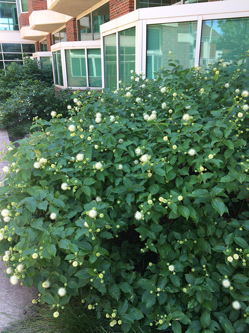 A green shrub with white flowers green bush with white circular flowers