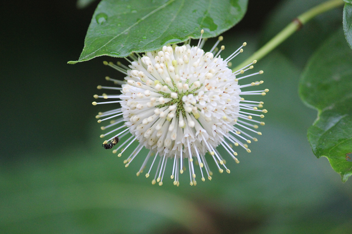 Buttonbush flower White flower that is ball like, with thin spokes pertruding from the middle