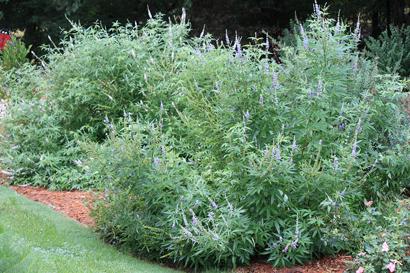 A green shrub plant with blue flowers. A green shrub plant with blue flowers.