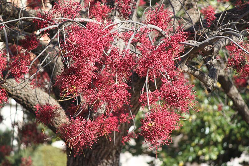 Tree limbs with bundles of red berries. Tree limbs with bundles of red berries.