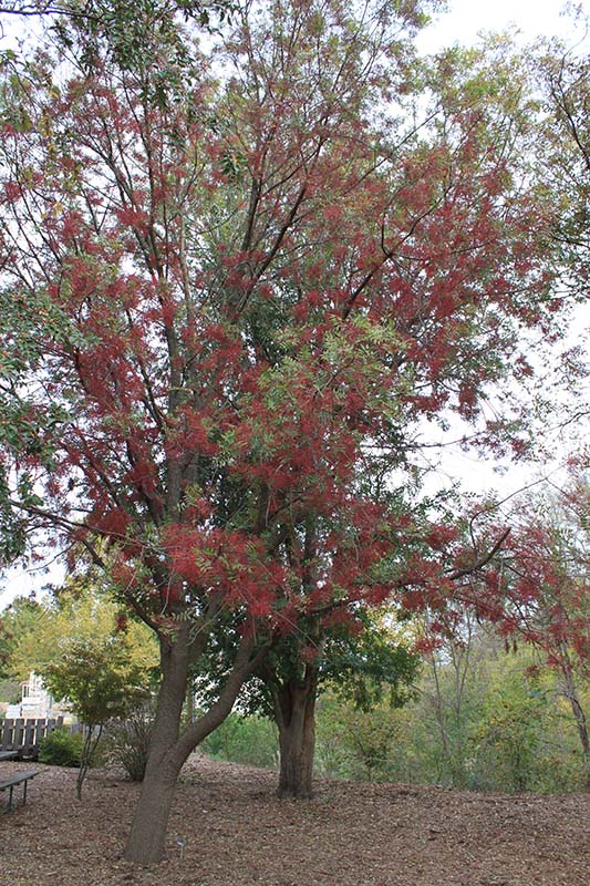A tree with red berries and few leaves. A tree with red berries and few leaves.
