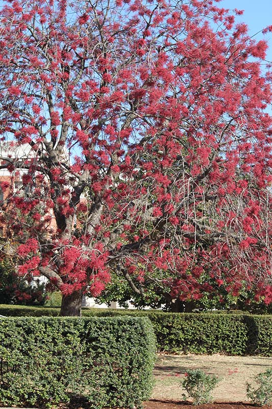 A tree with no leaves and red fruits growing on the limbs. A tree with no leaves and red fruits growing on the limbs.