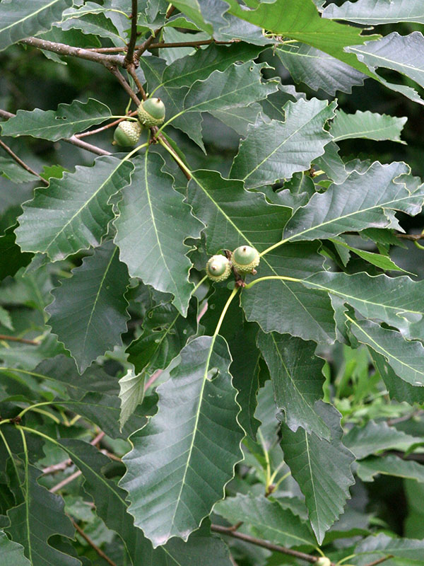 The leaves of the Chinkapin Oak tree.
