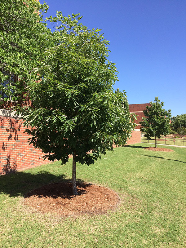 A green Chinkapin Oak tree.