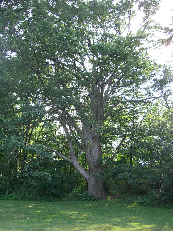 A Chinkapin Oak tree.