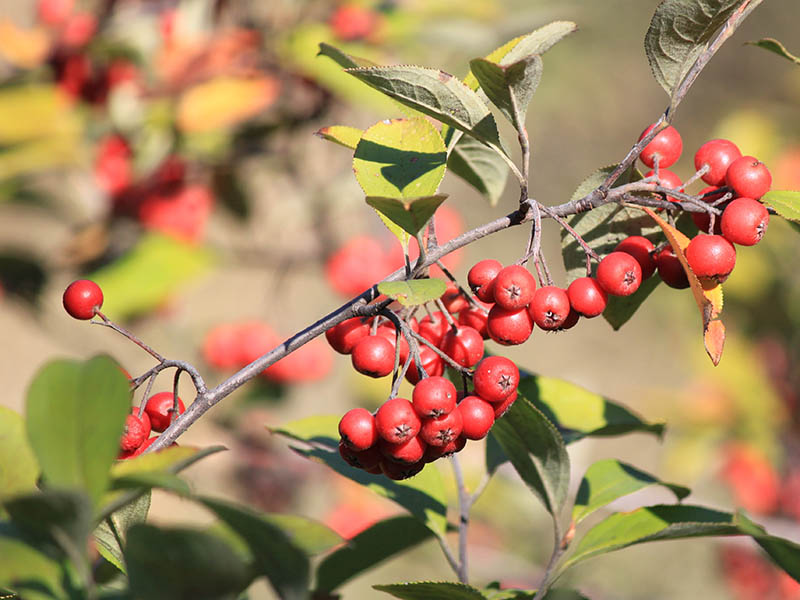 Red berries on a small limb with leaves. Red berries on a small limb with leaves.