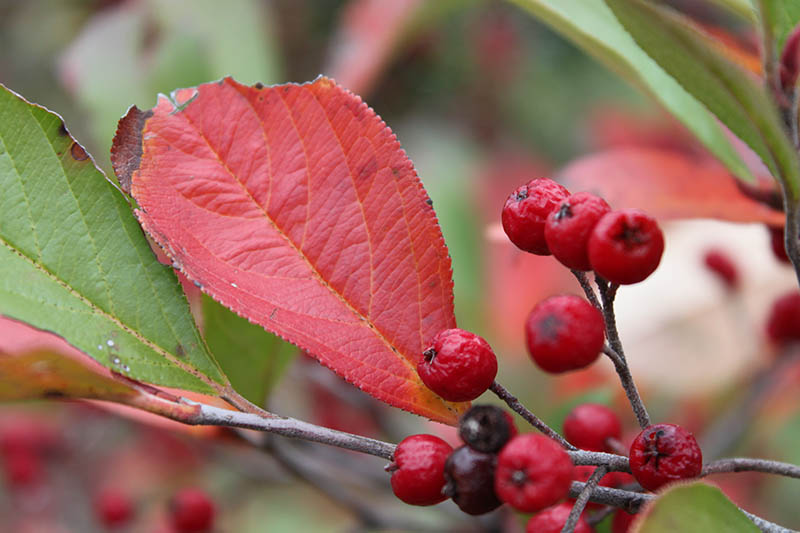 A limb with red berries and red and green leaves. A limb with red berries and red and green leaves.
