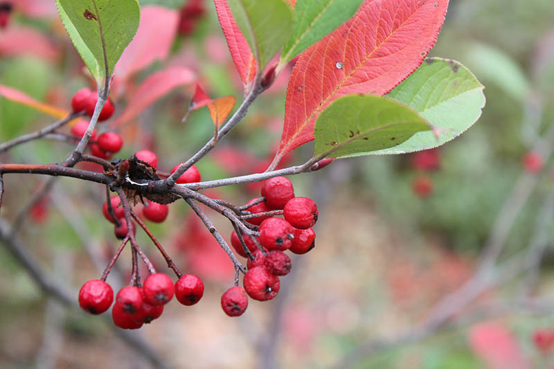 A limb with red and green leaves and red berries. A limb with red and green leaves and red berries.