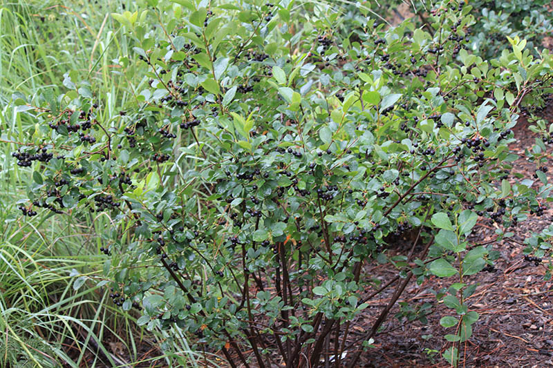 A green plant with black berries. A green plant with black berries.