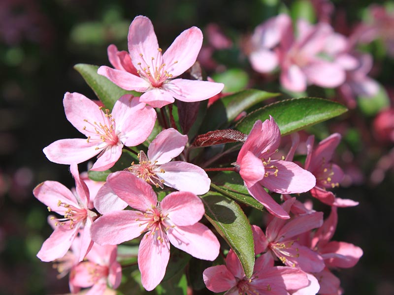 Close up of flowers in bloom. Close up of flowers in bloom.