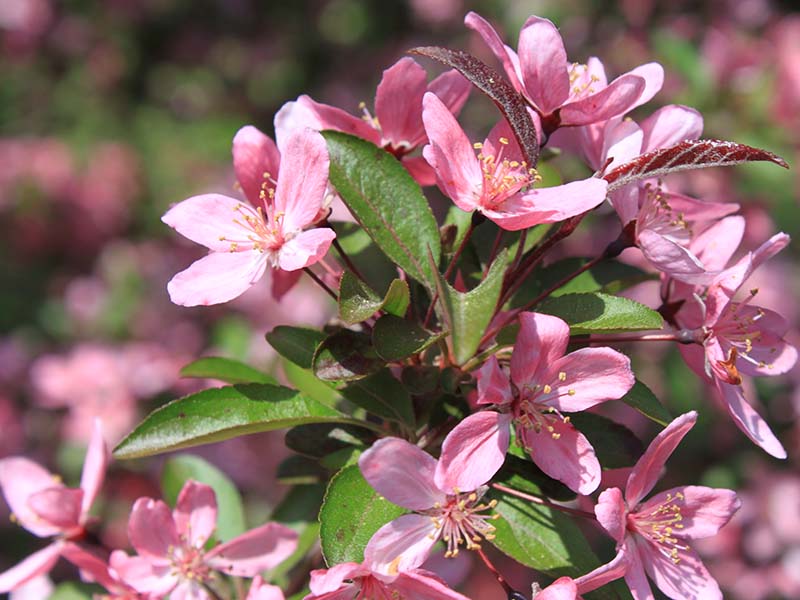 Prairifire Crabapple | Oklahoma State University