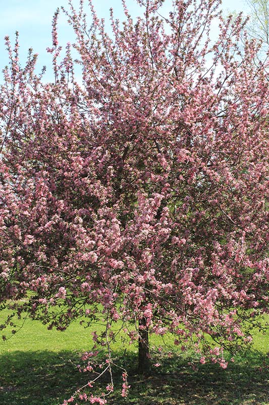 One tree in full bloom. One tree in full bloom.