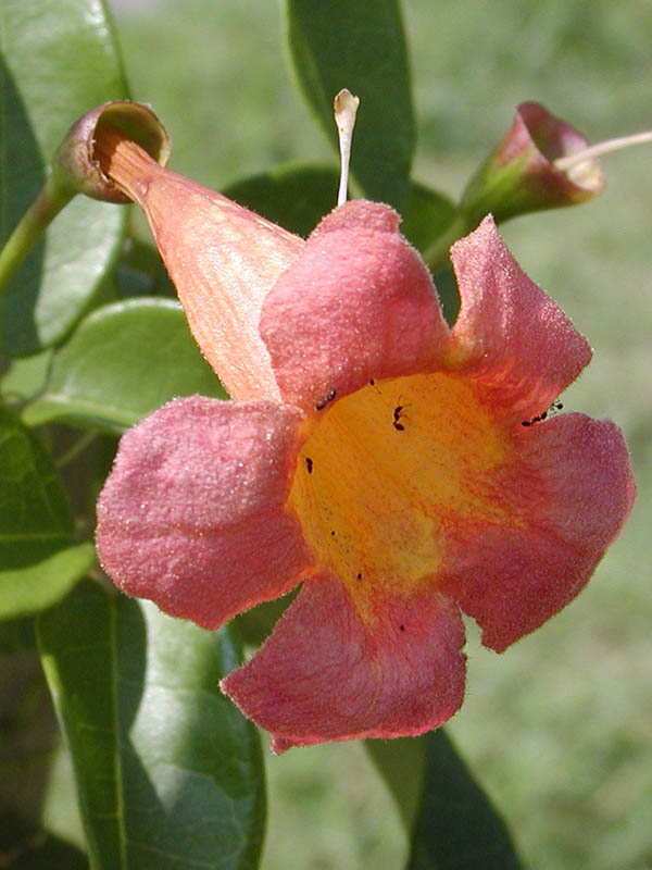 A pink flower with black ants inside. A pink flower with black ants inside.