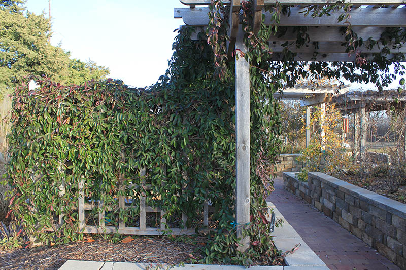 A Crossvine plant growing on a fence and entry way. A Crossvine plant growing on a fence and entry way.
