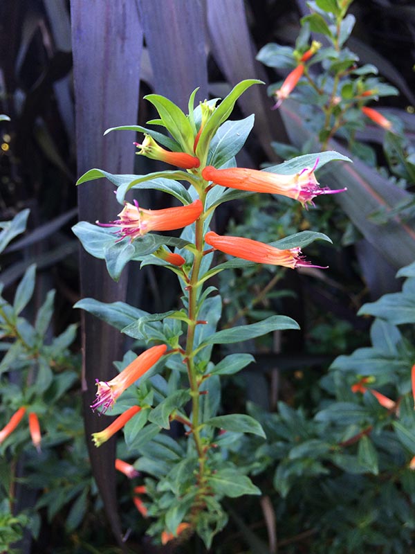 A long orange and purple flower. A long orange and purple flower.