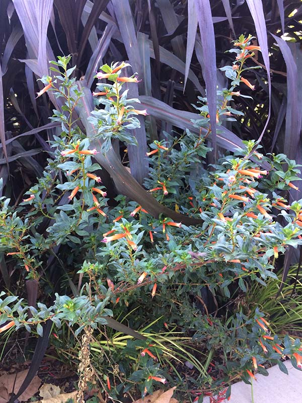 A green shrub plant with orange flowers in a flowerbed. A green shrub plant with orange flowers in a flowerbed.