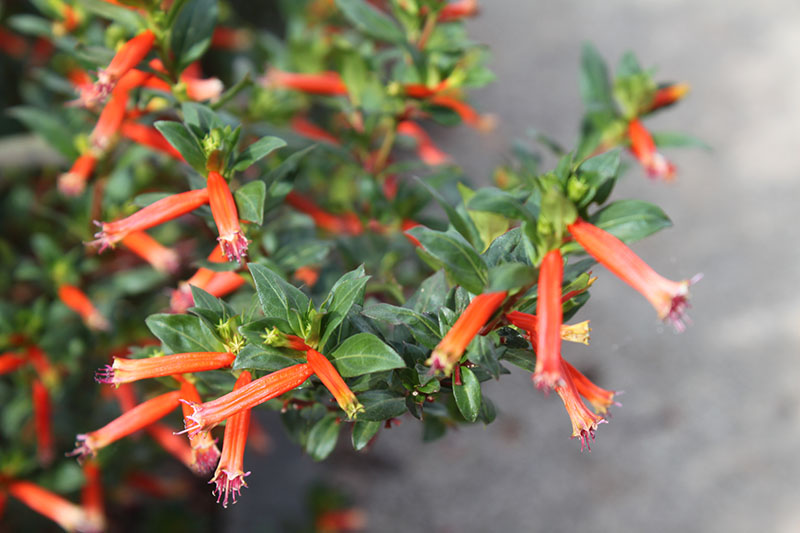 Orange flowers on a green shrub. Orange flowers on a green shrub.