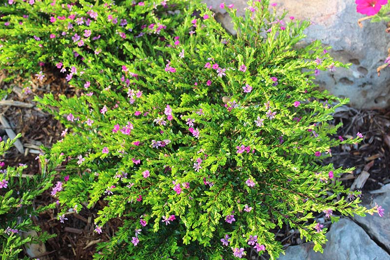 A green shrub with small pink flowers. A green shrub with small pink flowers.