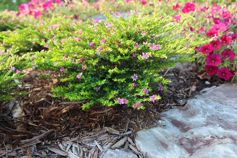 A small green shrub plant with pink flowers in a flower bed. A small green shrub plant with pink flowers in a flower bed.