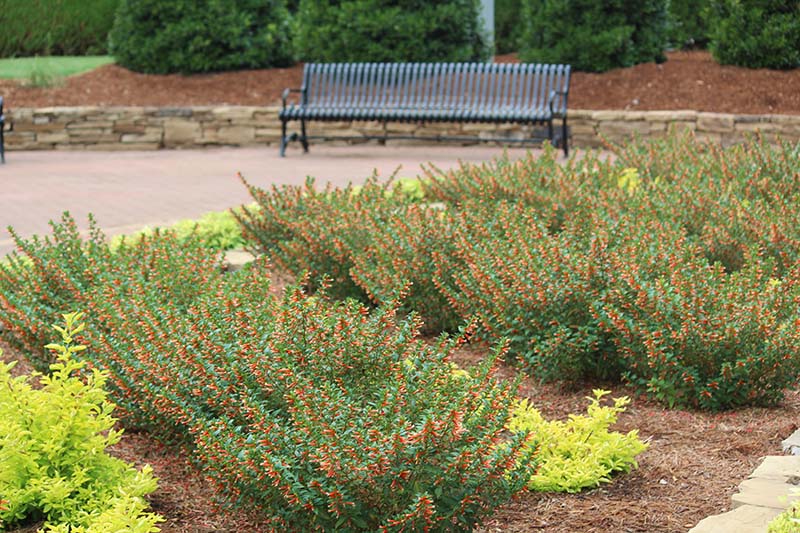 A flowerbed with green shrub plants with orange flowers. A flowerbed with green shrub plants with orange flowers.