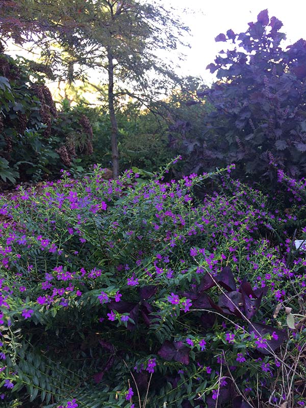 A green shrub with dark purple flowers. A green shrub with dark purple flowers.