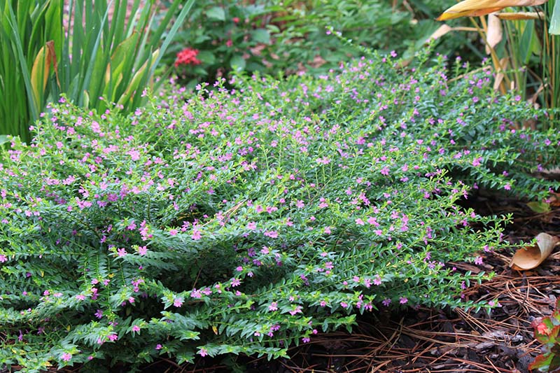 A green shrub with light pink flowers. A green shrub with light pink flowers.