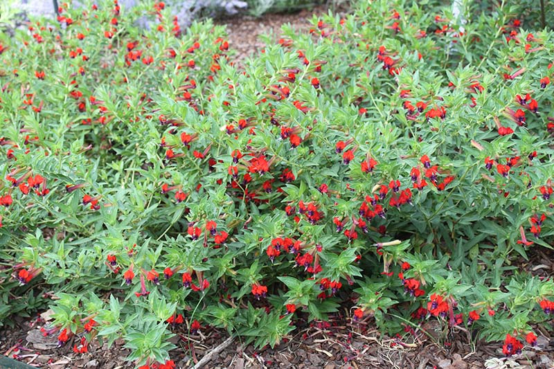 A shrub plant with green leaves and small red flowers. A shrub plant with green leaves and small red flowers.