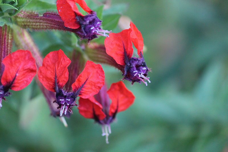 A red flower with purple centers. A red flower with purple centers.