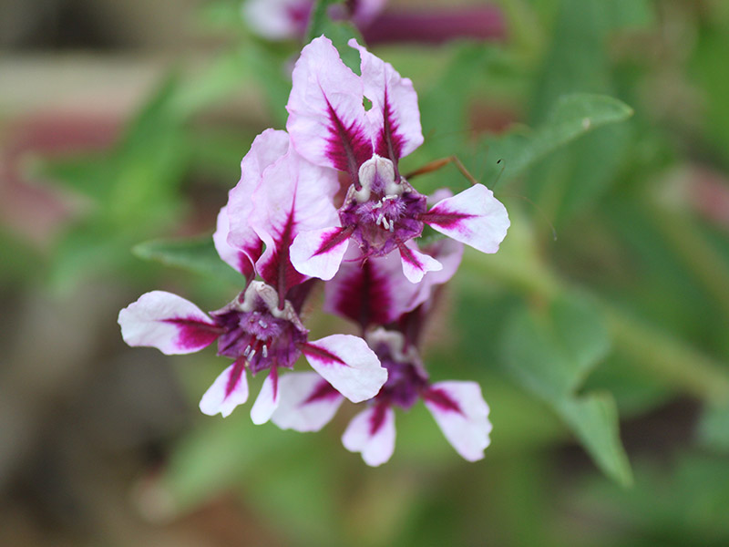 White and purple flowers with purple centers. White and purple flowers with purple centers.