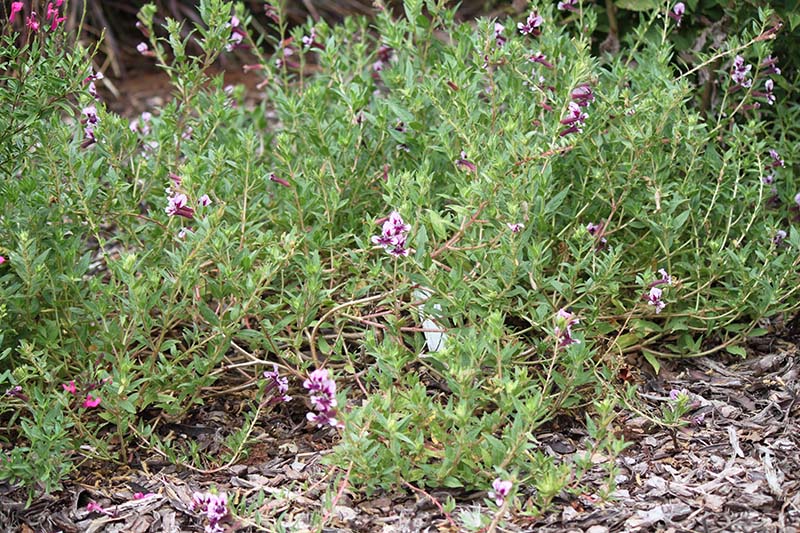 A shrub plant with purple and white flowers. A shrub plant with purple and white flowers.