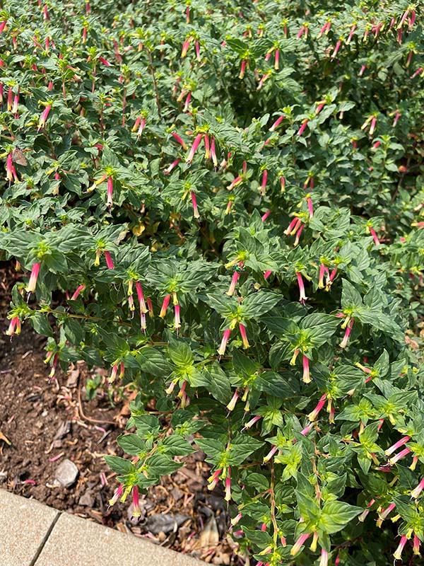 A green shrub plant with long, orange flowers. A green shrub plant with long, orange flowers.