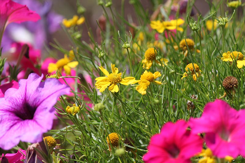 Dakota Gold Sneezeweed | Oklahoma State University