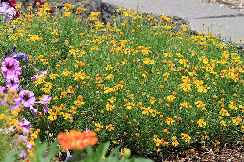 A green plant with yellow flowers in a flowerbed. A green plant with yellow flowers in a flowerbed.