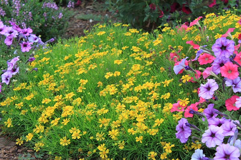 A Dakota Gold Sneezeweed plant in a flowerbed with pink and purple flowers. A Dakota Gold Sneezeweed plant in a flowerbed with pink and purple flowers.