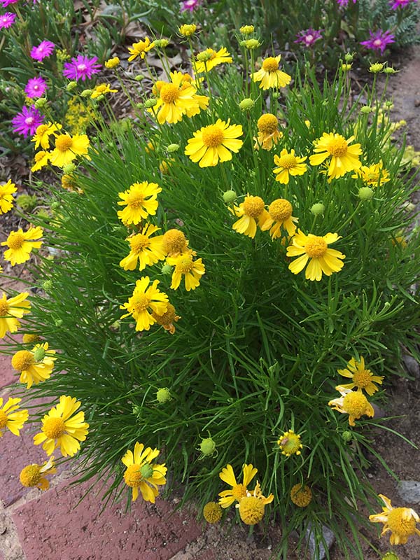 A green plant with yellow flowers. A green plant with yellow flowers.