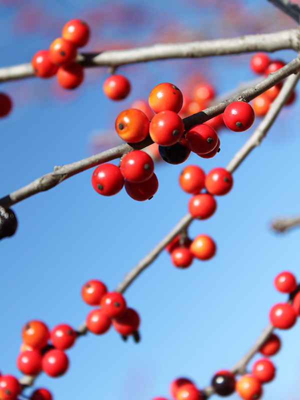Red berries on a brown limb. Red berries on a brown limb.